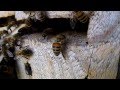 Honeybee&#39;s entrance up close looks like an airport hub running way over capacity