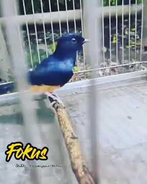 story wa burung murai batu