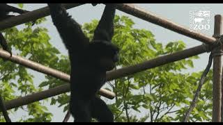 Siamangs Say Good Morning - Cincinnati Zoo