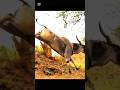 No Gun Only Bow 🏹 | Dangerous Deer Hunt🦌Teer-Kamand Ka Kamal 😱 |Deer Hunting Video #animals#deerhunt