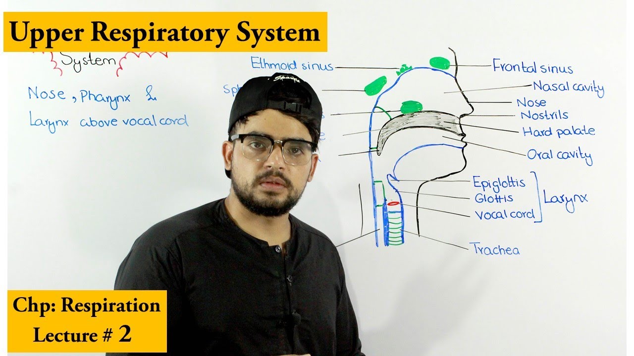 Nose, Pharynx and larynx | Anatomy and Physiology|