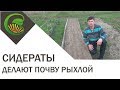 Как разрыхлить почву без лопаты с помощью сидератов