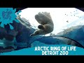 Detroit zoo - Arctic ring of life