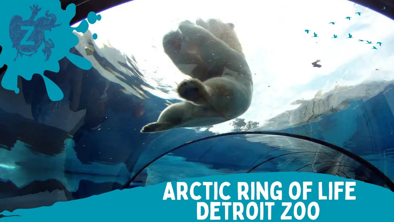 Detroit zoo - Arctic ring of life
