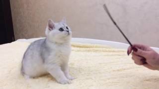 VID 20161120 WA0013