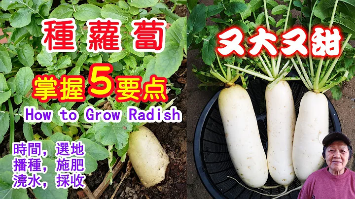 【种萝卜】掌握这5要点，萝卜又大又甜，种植时间，选地，播种，施肥浇水，采收时机 How to grow radishes - 天天要闻