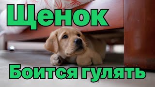 Щенок боится гулять на улице