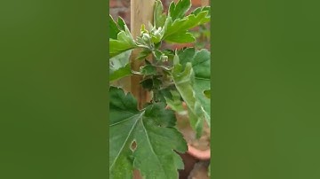 Cách bấm ngọn tạo tán cho cây cúc cổ Sơn la