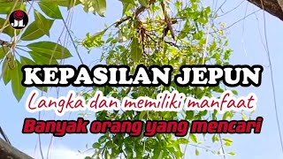 PANEN KEPASILAN JEPUN