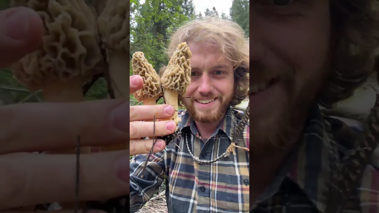 Как найти сморчки 