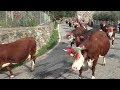 Inizio transumanza con le mucche - Desnalpà 2019