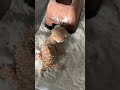 【オニタマオヤモリ】　Central rough knob-tailed gecko / Nephrurus amyae 　#shorts