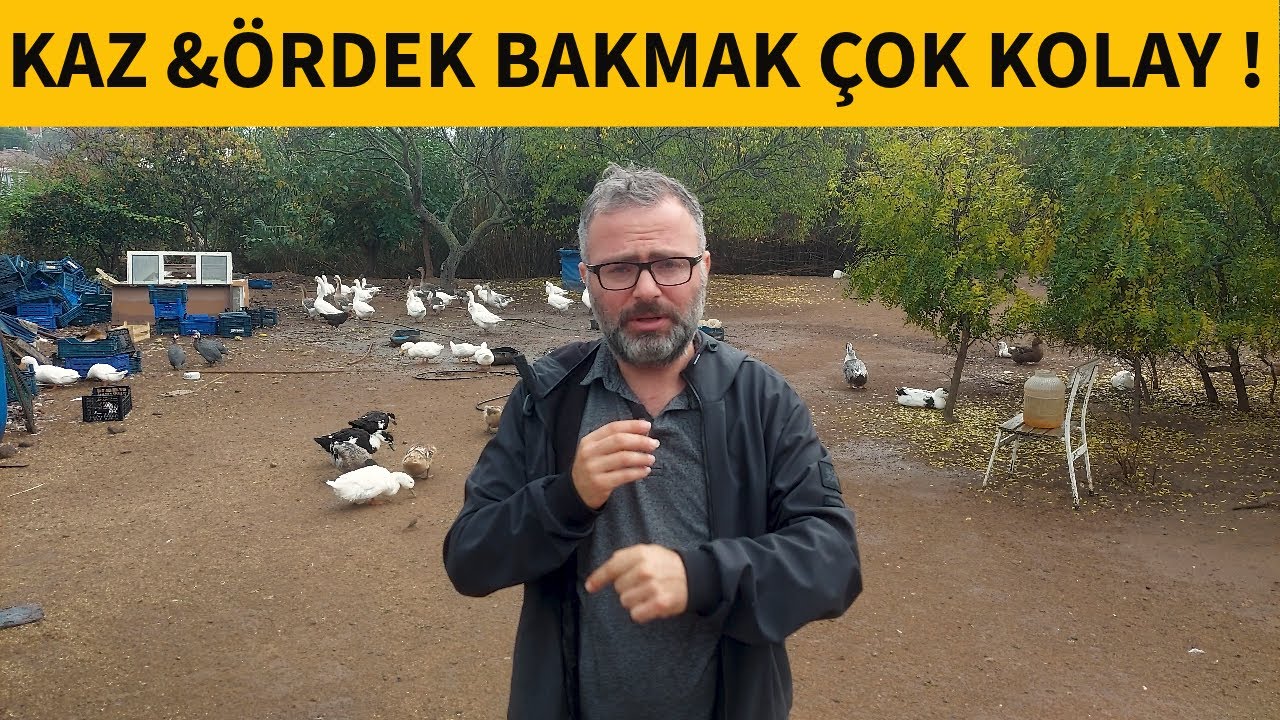 BÖYLE KAZ VE ÖRDEK BESLEYİN PARA KAZANIN ! YETİŞTİRMEK VE PAZARLAMAK