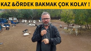 Böyle Kaz Ve Ördek Besleyi̇n Para Kazanin Yeti̇şti̇rmek Ve Pazarlamak
