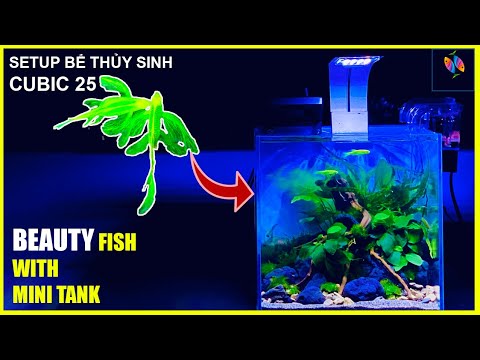 Video Setup bể thủy sinh cubic 25 /Building a Cube 25cm Tank... - youtube