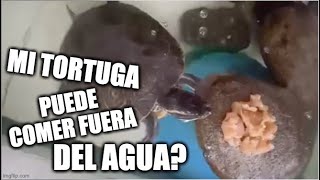 Mi tortuga puede comer fuera del agua