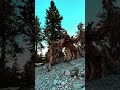 Mount Charleston Adventure  Highest Peak in Clark County #Adventure