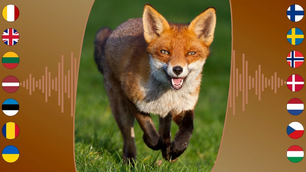 Female fox sounds - longislandmoli