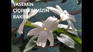 MİS KOKULU AÇAN YASEMİN ÇİÇEKLERİMİZE NASIL BAKARIZ ? Resimi