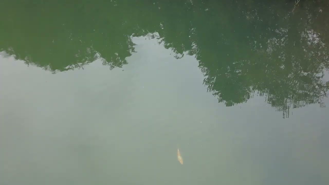 Koi CarpasenS 