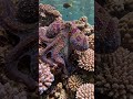 🐙 Watch This Giant Octopus Change Color Instantly! #Shorts #octopus #viral