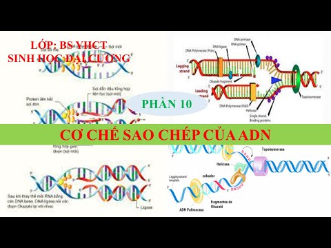 Video: Ưu điểm của sao chép Semiconservative là gì?