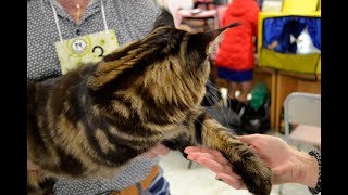 В Омске на выставке показали котёнка весом 9 кг и китайскую Клеопатру В Омске на выставке показали котёнка весом 9 кг и китайскую Клеопатру