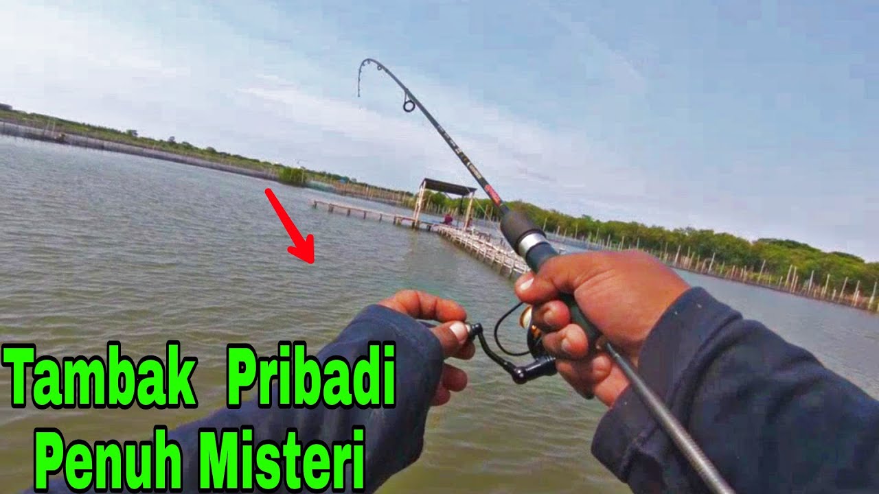 Ternyata !!! Tambak Bandeng Pak Sugeng Banyak Ikan Predatornya [[Mancing Semarang