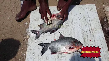 how to clean & cut a pomfret ( vaval fish}