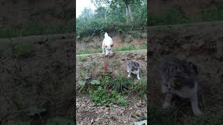 Cat vs dog #shorts