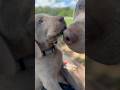 Adorable puppy kisses ❤️🥰😍#love #puppiesofyoutube  #weimaraner #puppylove