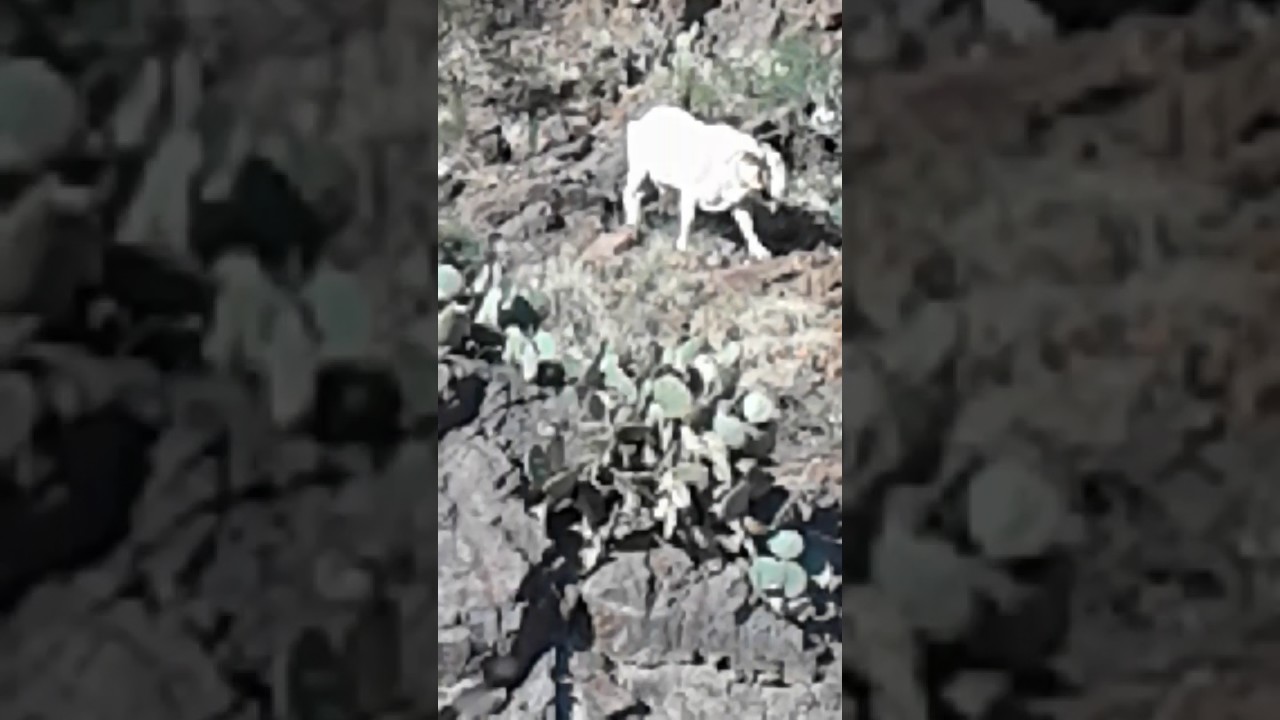 WE FOUND A GOAT IN THE FRANKLIN MOUNTAINS IN EL PASO TEXAS YouTube
