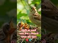 ममता की कोई भाषा नहीं होती। 🕊️ प्रकृति का यह अनमोल पल। #Nature #MotherLove #BirdsLife #cscvle