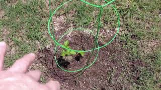 Season 5 episode 6//06/07/2025//-Inground organic marijuana! Put 2 more in the earth today!
