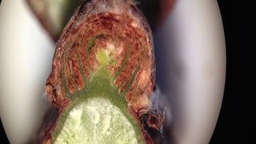 Assessing grapevine bud fruitfulness