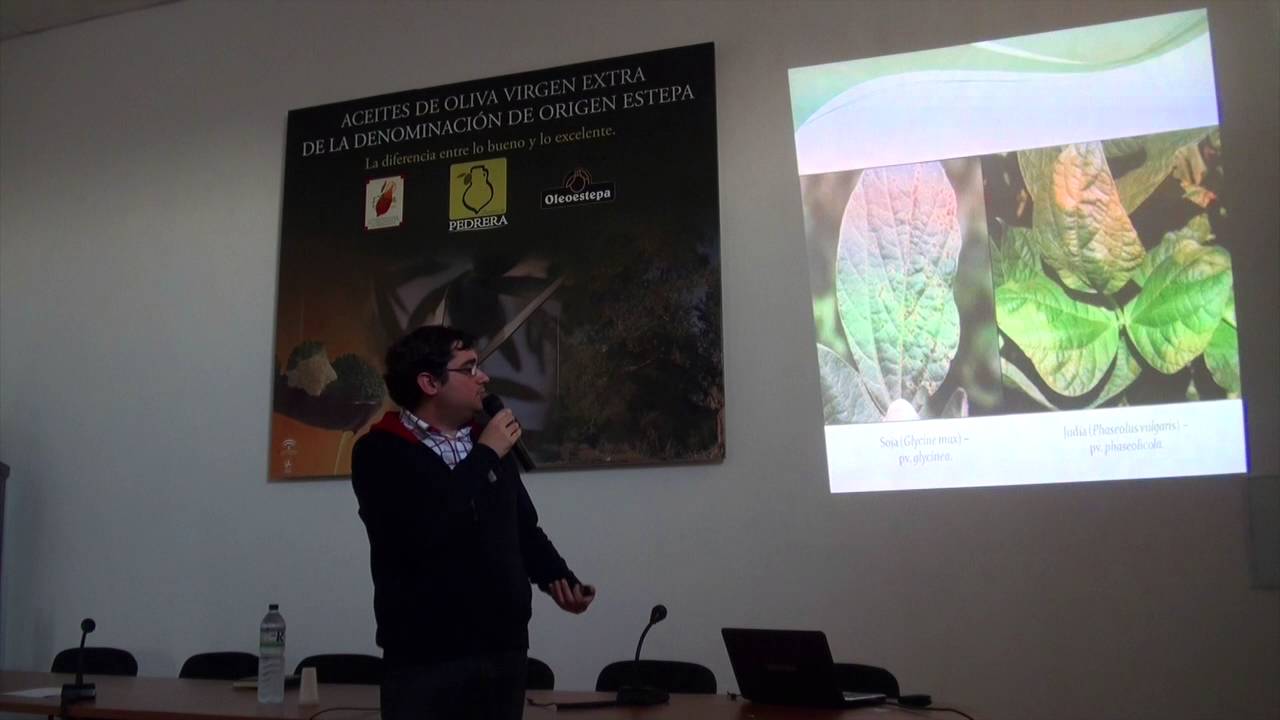 La Tuberculosis del Olivo, importancia y perspectivas de control