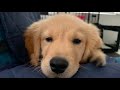 びすけが急激に大きくなってきてます…!【ゴールデンレトリバー子犬】