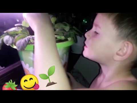 Выращивание ЗЕМЛЯНИКИ на