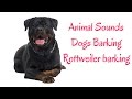 Rottweiler barking HD sound Dogs Barking Rottweiler barking HD sound Dogs Barking