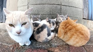 猫団子になって子猫を温めてあげる大人猫達