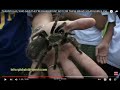 TARANTULAS, WHO SAID THEY&#39;RE DANGEROUS? NOT FOR THESE BRAVE SCHOOLGIRLS. PHILIPPINES.