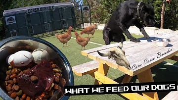 WHAT WE FEED OUR CANE CORSO DOGS