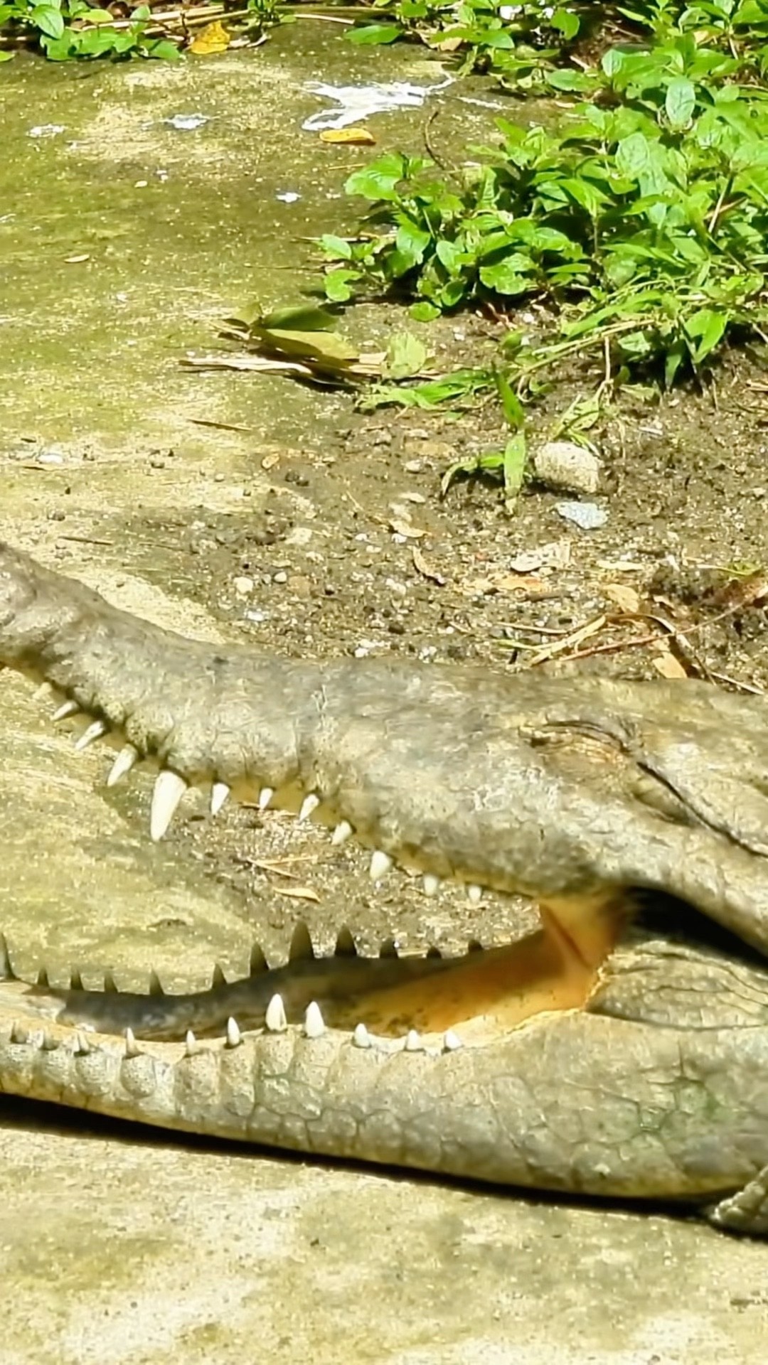 Powerful Alligator
