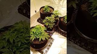 checking in from the grow