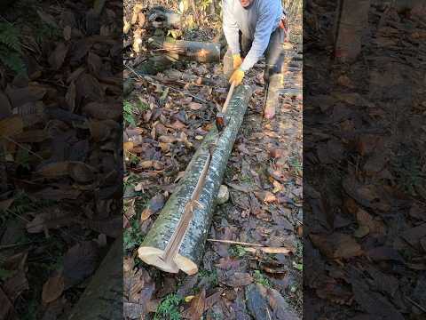#Axe #Splitting Sweet #Chestnut in 2m Lengths