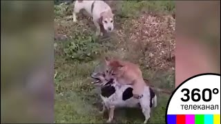В Подмосковье сбежавшая пума напала на домашнюю собаку В Подмосковье сбежавшая пума напала на домашнюю собаку