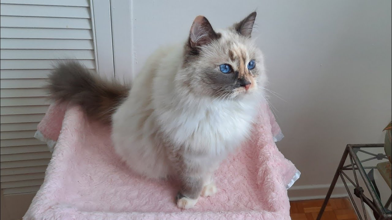 Hand feeding my fluffy blue eyed cat treats