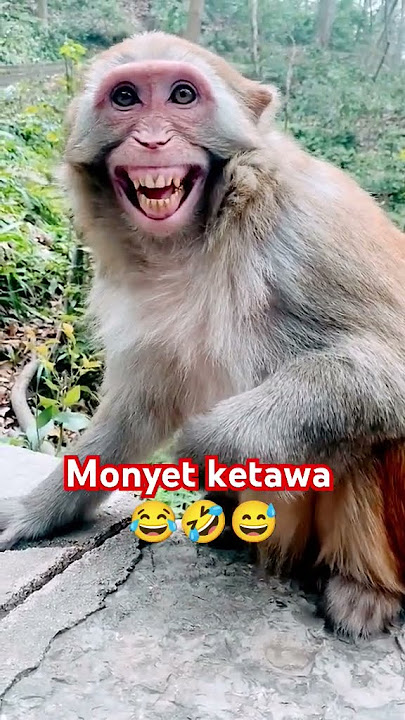 Monyet ketawa lucu 😅🤣😂 #shorts #monkey #funny #comedy #animals #humor