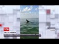 Новини України: відпочивальники зафільмували шоу дельфінів у Залізному Порту