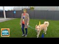 Hunde im Einsatz | Information für Kinder | Anna und die Haustiere | Spezial